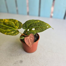 Load image into Gallery viewer, #RD12 Variegated Anthurium Forgetii x