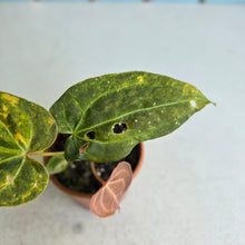 Load image into Gallery viewer, #RD12 Variegated Anthurium Forgetii x