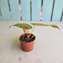 Load image into Gallery viewer, #RD12 Variegated Anthurium Forgetii x