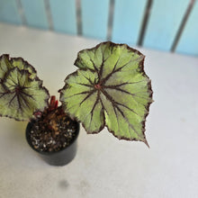 Load image into Gallery viewer, #R18 Begonia Unknown