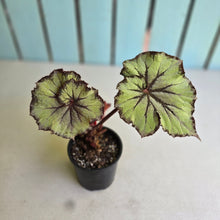 Load image into Gallery viewer, #R18 Begonia Unknown