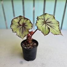 Load image into Gallery viewer, #R18 Begonia Unknown