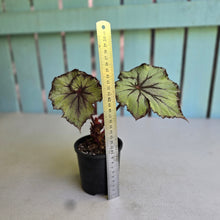 Load image into Gallery viewer, #R18 Begonia Unknown