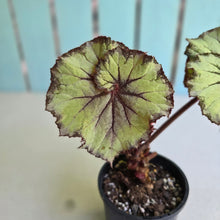 Load image into Gallery viewer, #R18 Begonia Unknown