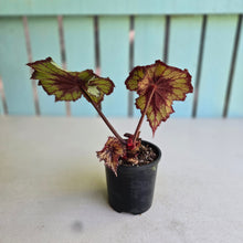 Load image into Gallery viewer, #R18 Begonia Unknown