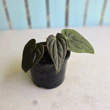 Load image into Gallery viewer, #R221 Anthurium Luxurians x Regale