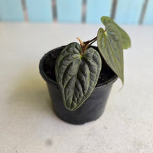 Load image into Gallery viewer, #R221 Anthurium Luxurians x Regale