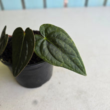 Load image into Gallery viewer, #R221 Anthurium Luxurians x Regale