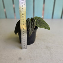 Load image into Gallery viewer, #R221 Anthurium Luxurians x Regale