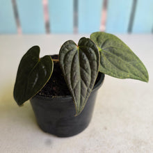 Load image into Gallery viewer, #R221 Anthurium Luxurians x Regale