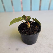 Load image into Gallery viewer, #R221 Anthurium Luxurians x Regale