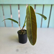 Load image into Gallery viewer, #RD23 Philodendron Patriciae