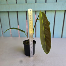 Load image into Gallery viewer, #RD23 Philodendron Patriciae