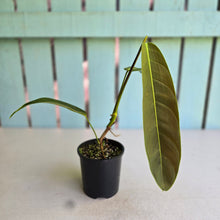 Load image into Gallery viewer, #RD23 Philodendron Patriciae