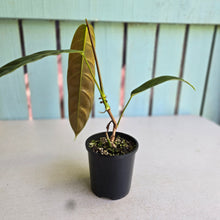 Load image into Gallery viewer, #RD23 Philodendron Patriciae