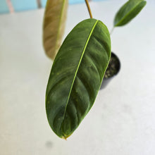 Load image into Gallery viewer, #RD23 Philodendron Patriciae