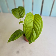 Load image into Gallery viewer, #R485 Anthurium Talamancae
