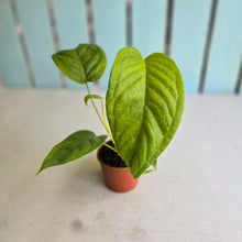 Load image into Gallery viewer, #R485 Anthurium Talamancae