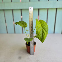 Load image into Gallery viewer, #R485 Anthurium Talamancae