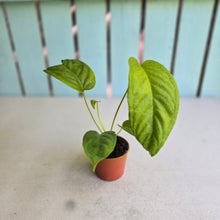 Load image into Gallery viewer, #R485 Anthurium Talamancae