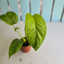 Load image into Gallery viewer, #R485 Anthurium Talamancae