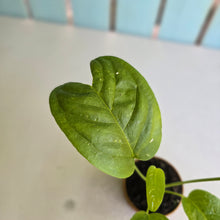 Load image into Gallery viewer, #R485 Anthurium Talamancae