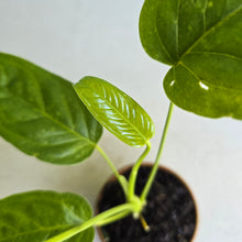 Load image into Gallery viewer, #R485 Anthurium Talamancae