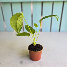 Load image into Gallery viewer, #R485 Anthurium Talamancae