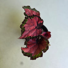 Load image into Gallery viewer, #R117 Begonia Cherry Fields