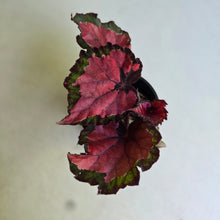 Load image into Gallery viewer, #R117 Begonia Cherry Fields