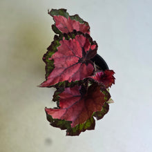 Load image into Gallery viewer, #R117 Begonia Cherry Fields