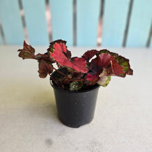 Load image into Gallery viewer, #R117 Begonia Cherry Fields