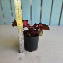 Load image into Gallery viewer, #R117 Begonia Cherry Fields