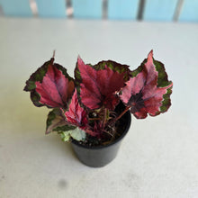 Load image into Gallery viewer, #R117 Begonia Cherry Fields