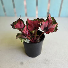 Load image into Gallery viewer, #R117 Begonia Cherry Fields