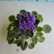 Load image into Gallery viewer, #R68 African Violet Frosted Denim
