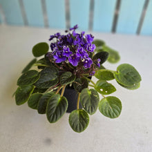 Load image into Gallery viewer, #R68 African Violet Frosted Denim