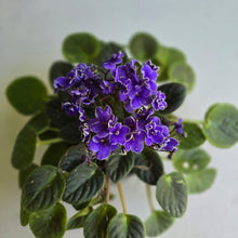 Load image into Gallery viewer, #R68 African Violet Frosted Denim