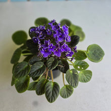 Load image into Gallery viewer, #R68 African Violet Frosted Denim