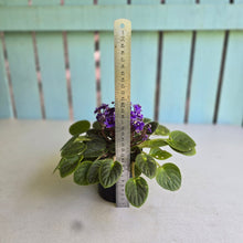 Load image into Gallery viewer, #R68 African Violet Frosted Denim