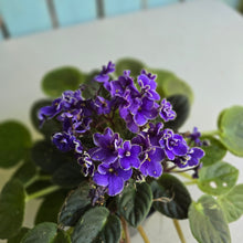 Load image into Gallery viewer, #R68 African Violet Frosted Denim