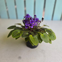 Load image into Gallery viewer, #R68 African Violet Frosted Denim