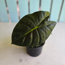 Load image into Gallery viewer, #D455 Alocasia Golden Bone