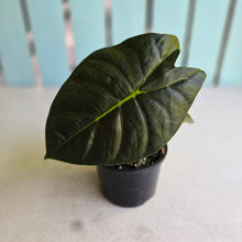 Load image into Gallery viewer, #D455 Alocasia Golden Bone