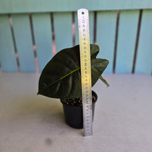 Load image into Gallery viewer, #D455 Alocasia Golden Bone