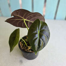 Load image into Gallery viewer, #D455 Alocasia Golden Bone