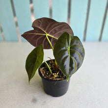 Load image into Gallery viewer, #D455 Alocasia Golden Bone