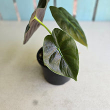 Load image into Gallery viewer, #D455 Alocasia Golden Bone