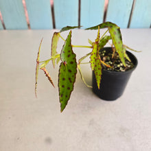 Load image into Gallery viewer, #RA1 Begonia Amphioxus
