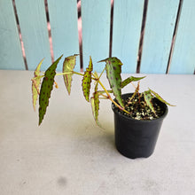 Load image into Gallery viewer, #RA1 Begonia Amphioxus